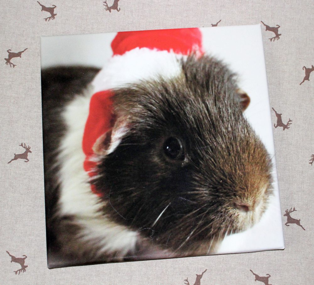 Sock the Guinea Pig Framed Canvas from VistaPrint