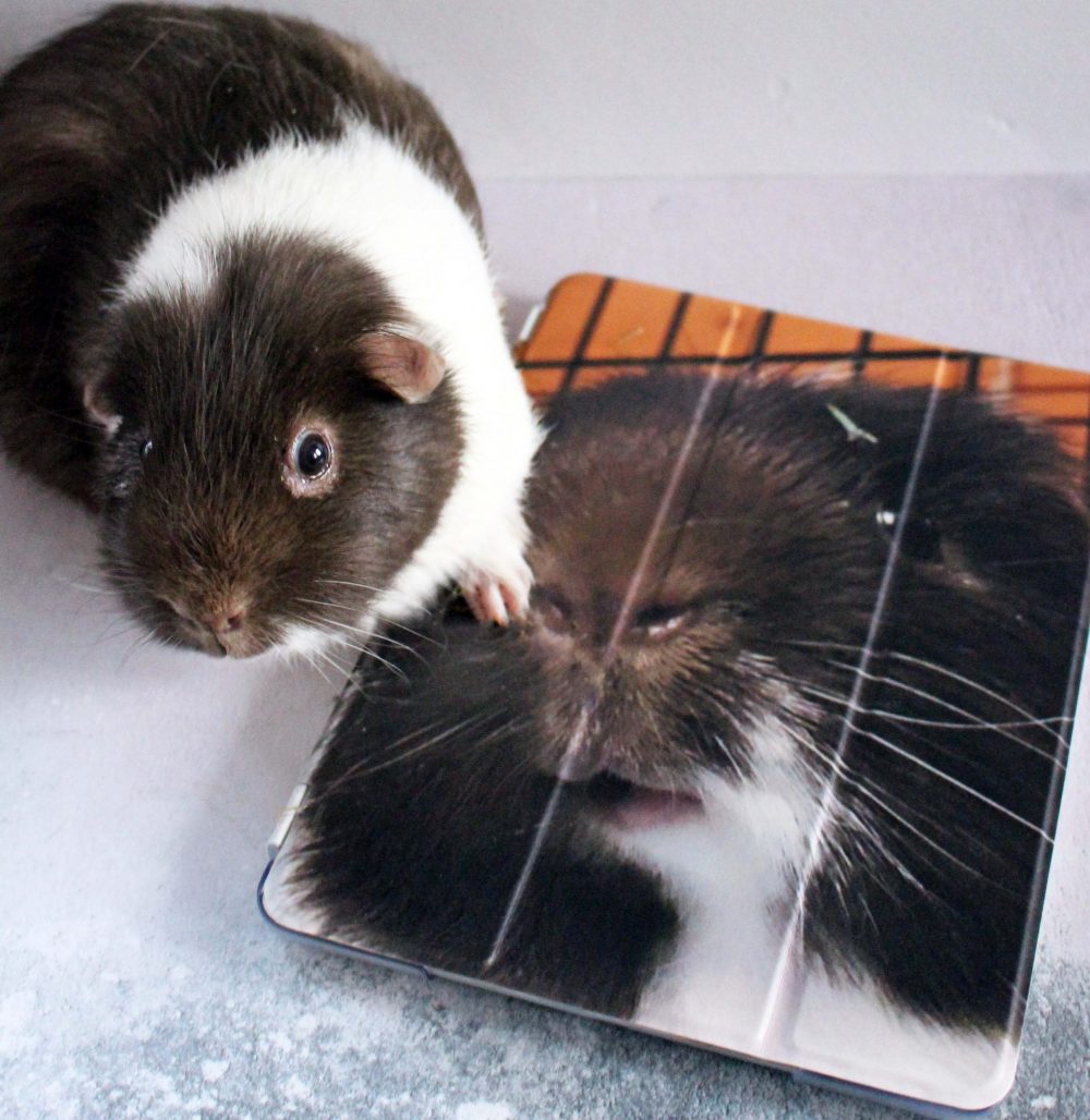 Personalised iPad Case from My Personalised Case with Sock Pig