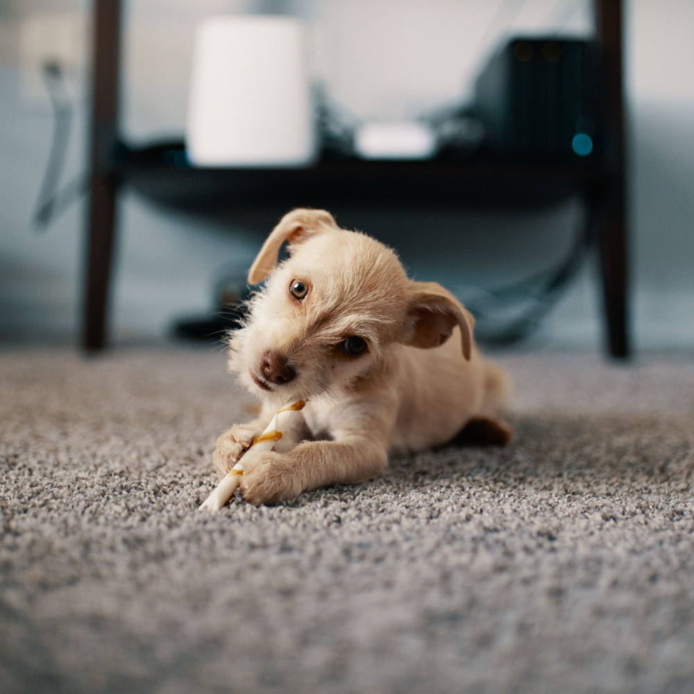 dog laying on carpet