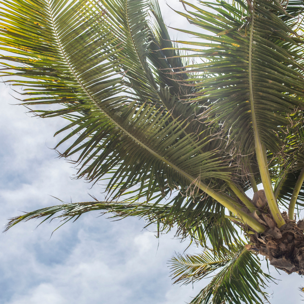 palm tree