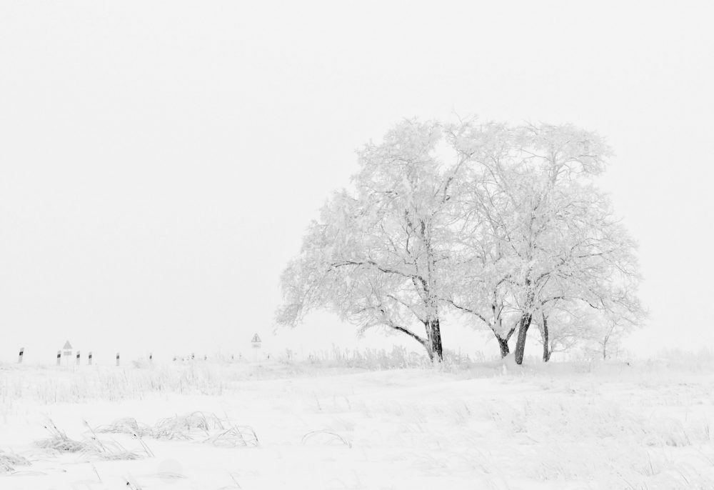 white-and-black-tree-illustration-66284