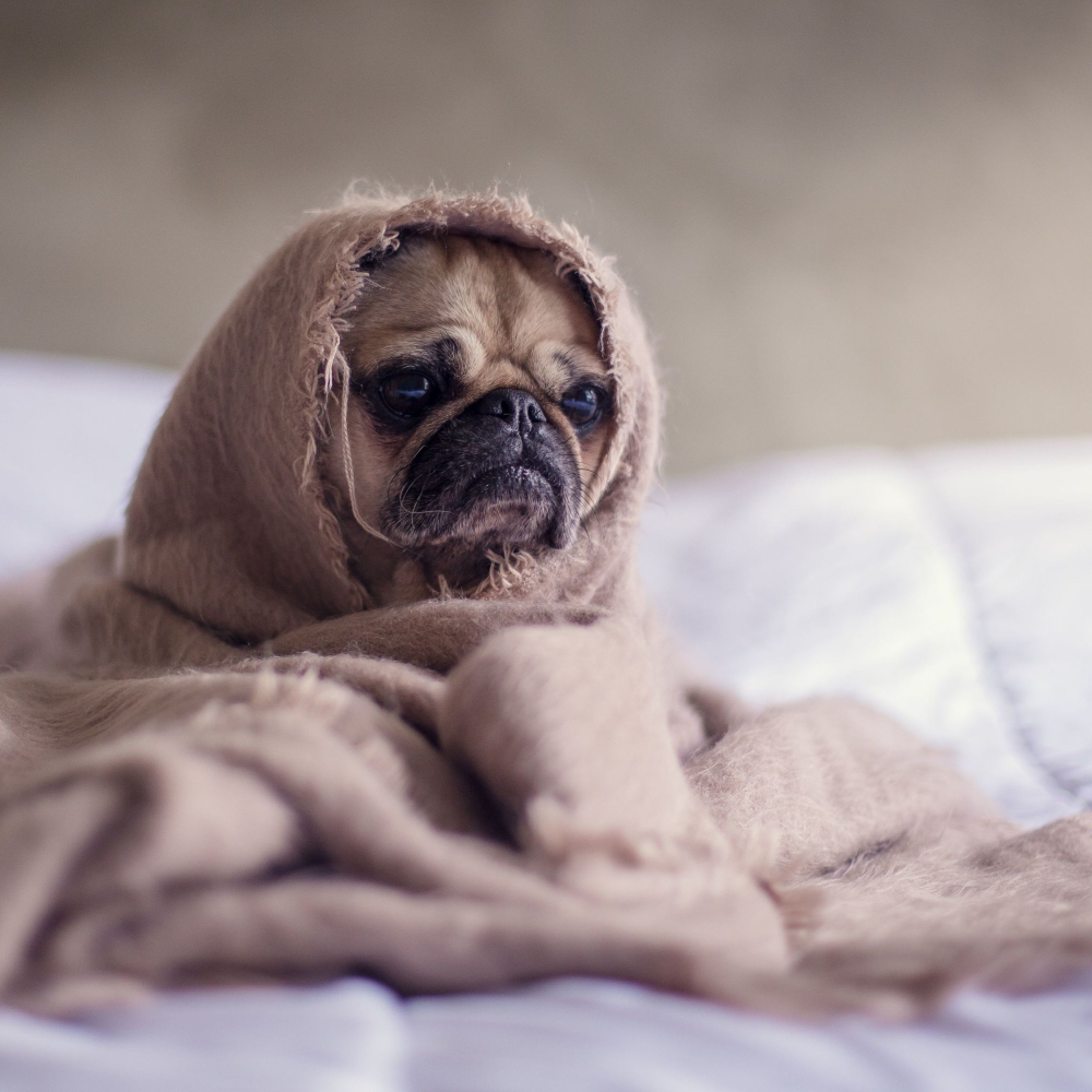 pug in a blanket