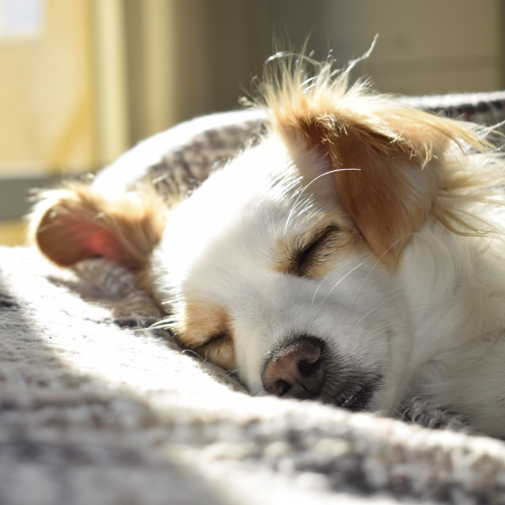 sleepy dog
