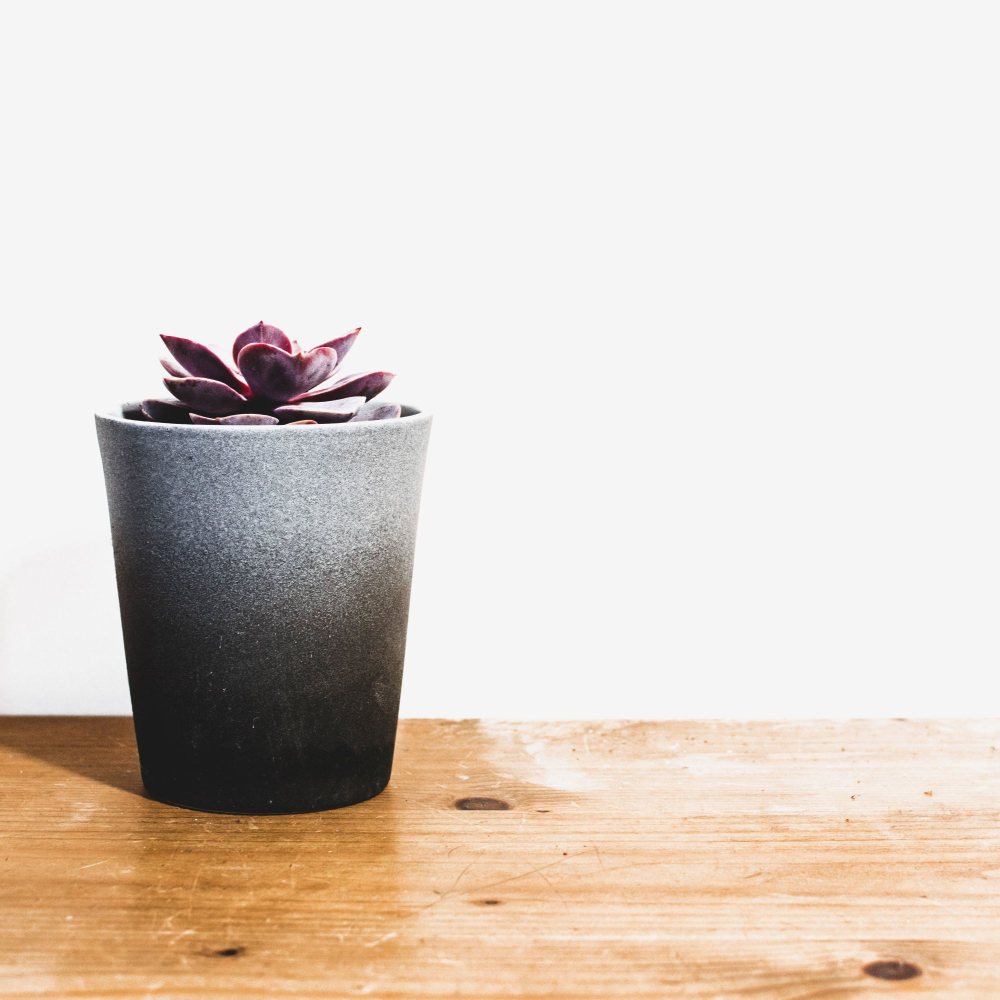 succulent on a desk