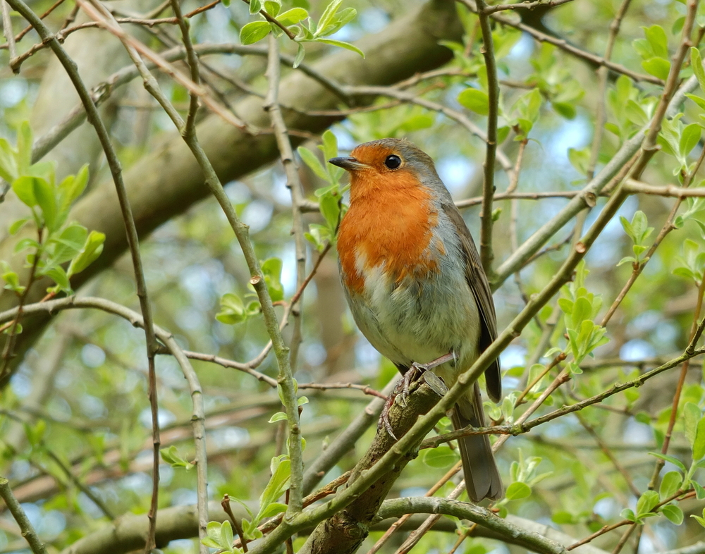 Robin sat in tree