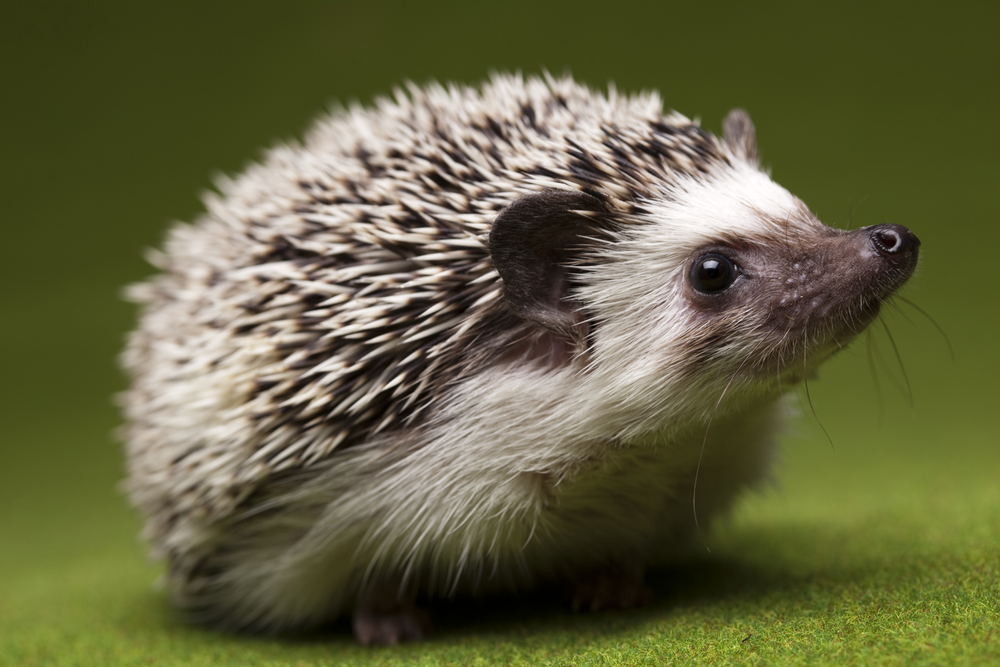 hedgehog