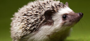 Hedgehog Header