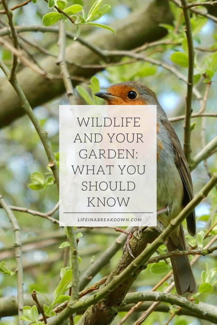 Wildlife and Your Garden_ What You Should Know