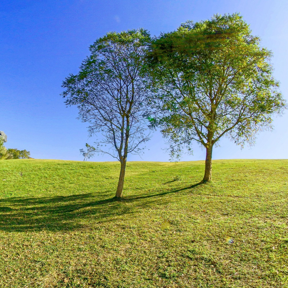 fields and tree