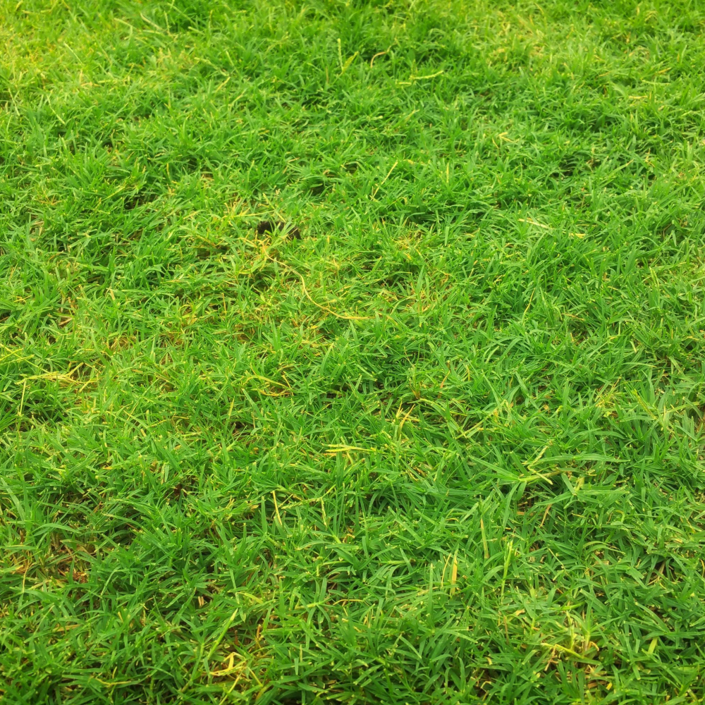 green grass