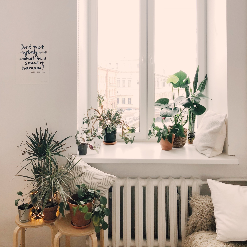 flowers and plants in a home