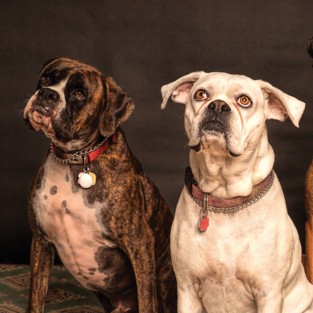 two dogs sat looking at the camera