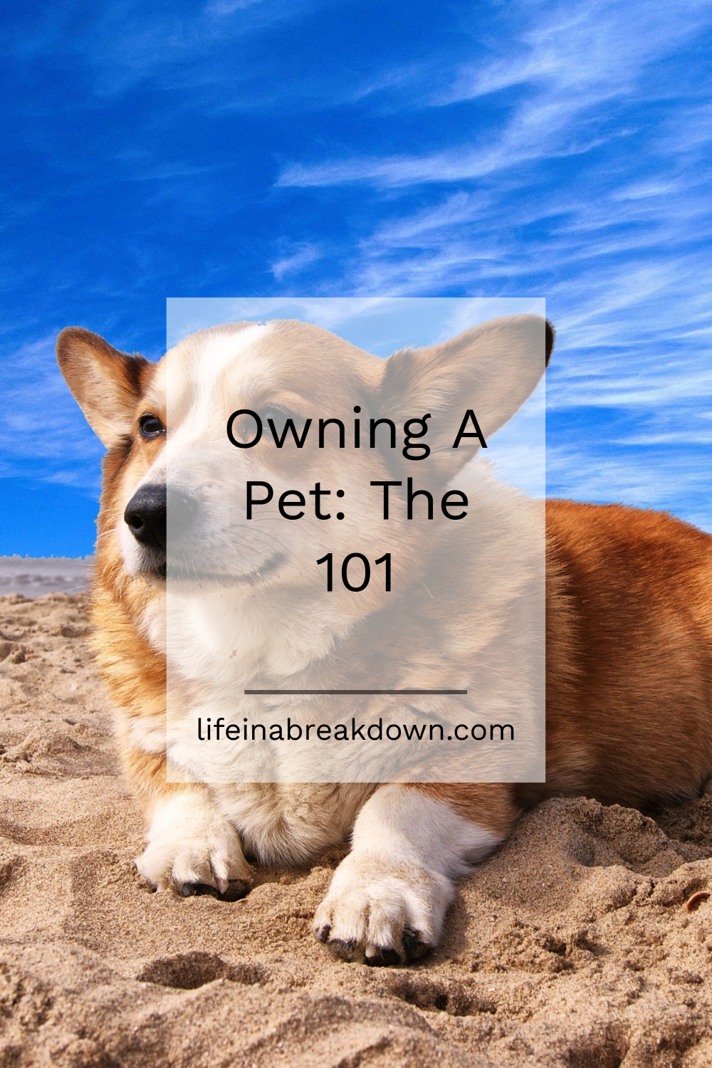 Owning A Pet: The 101