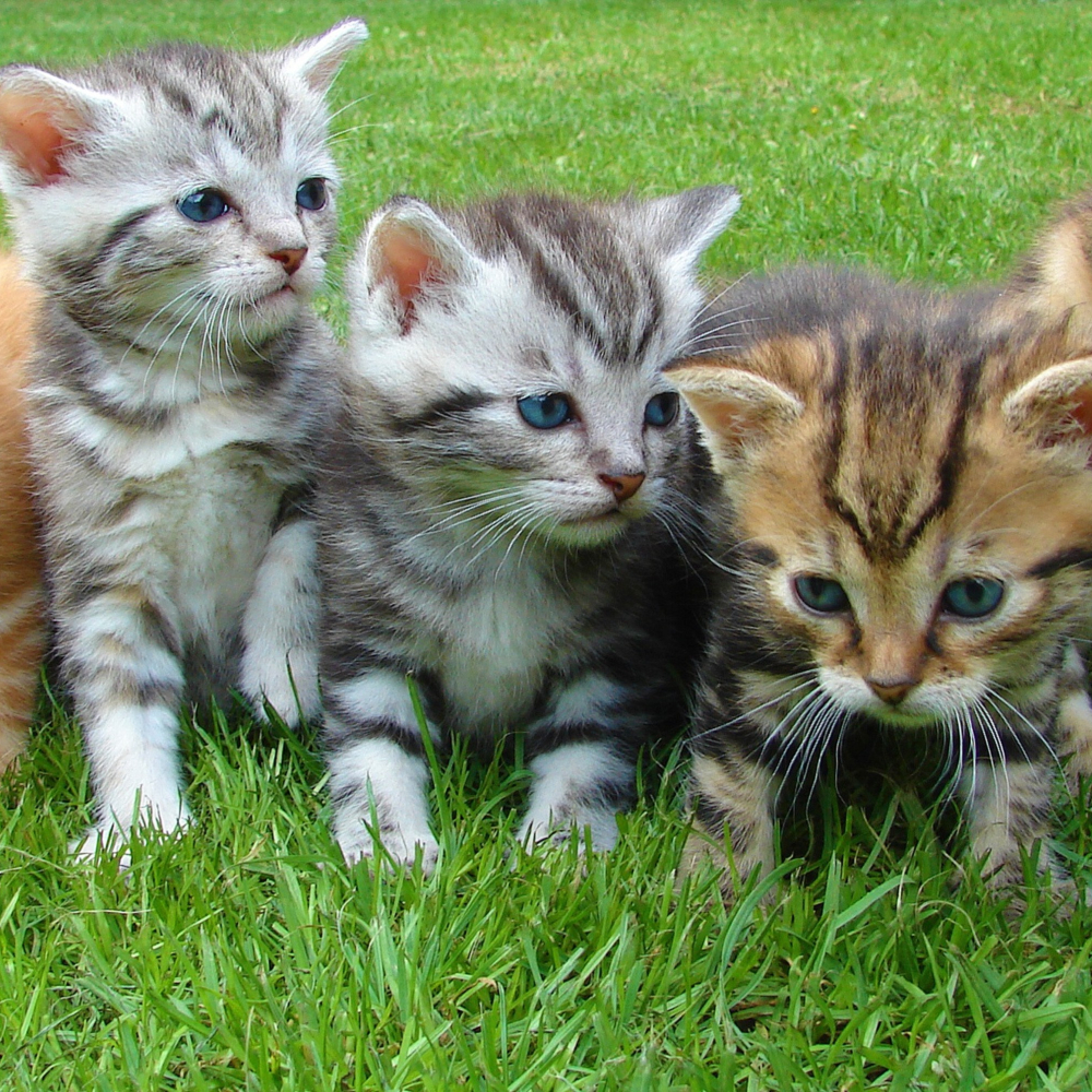 group of kittens