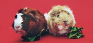 guinea pigs with leaves
