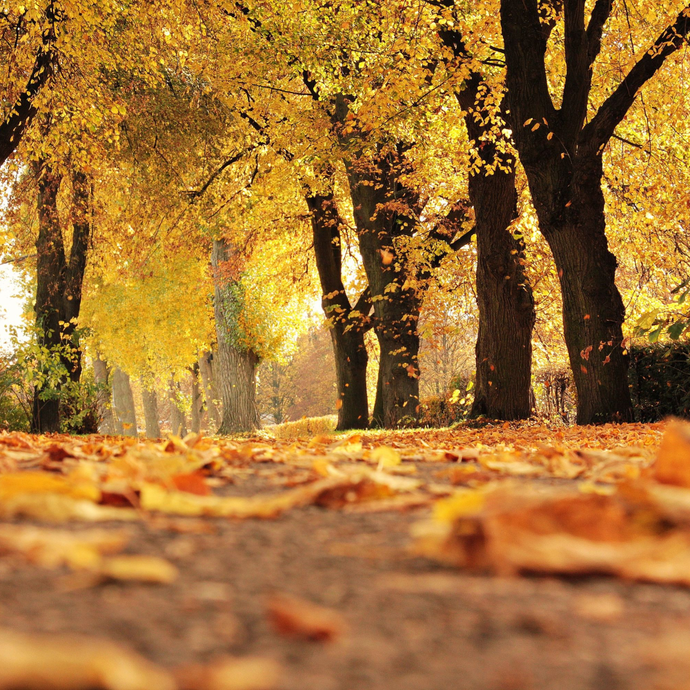 path surrounded by trees
