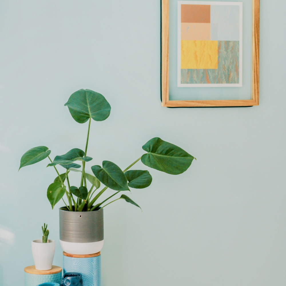 plants and a picture on the wall