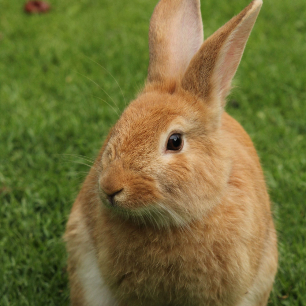 rabbit sat on the grass