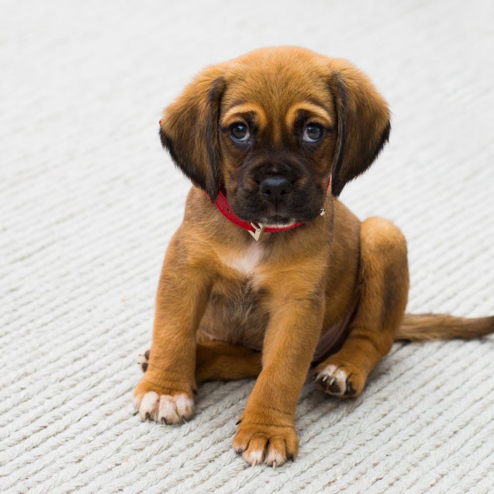 small brown puppy