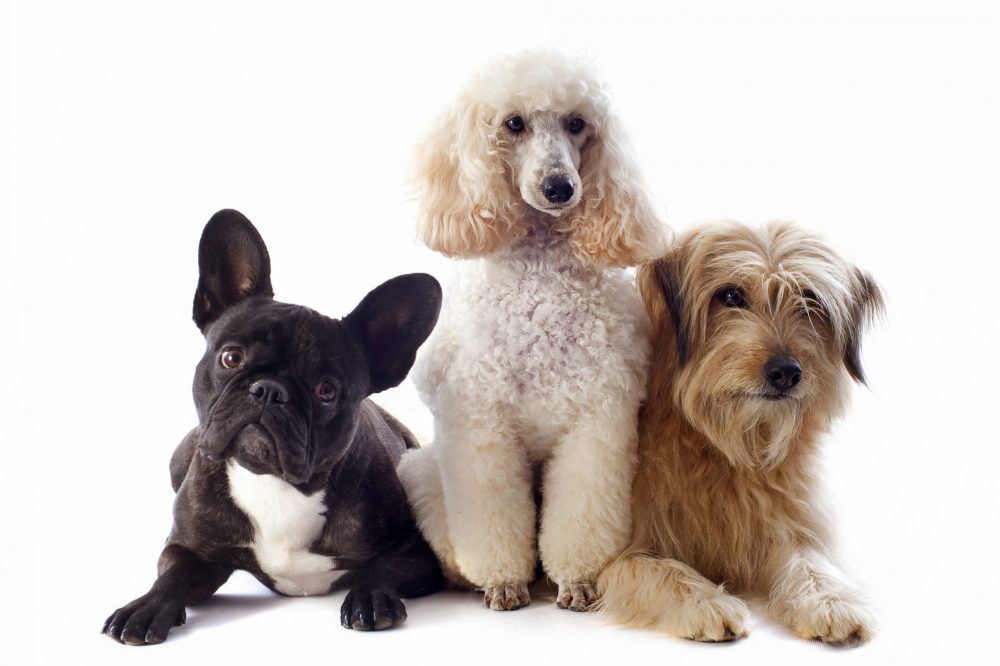 portrait of a pyrenean sheepdog, poodle and french bulldog in front of a white background