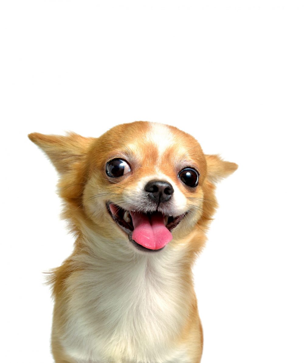 Chihuahua dog, a brown male, smiling on a white background