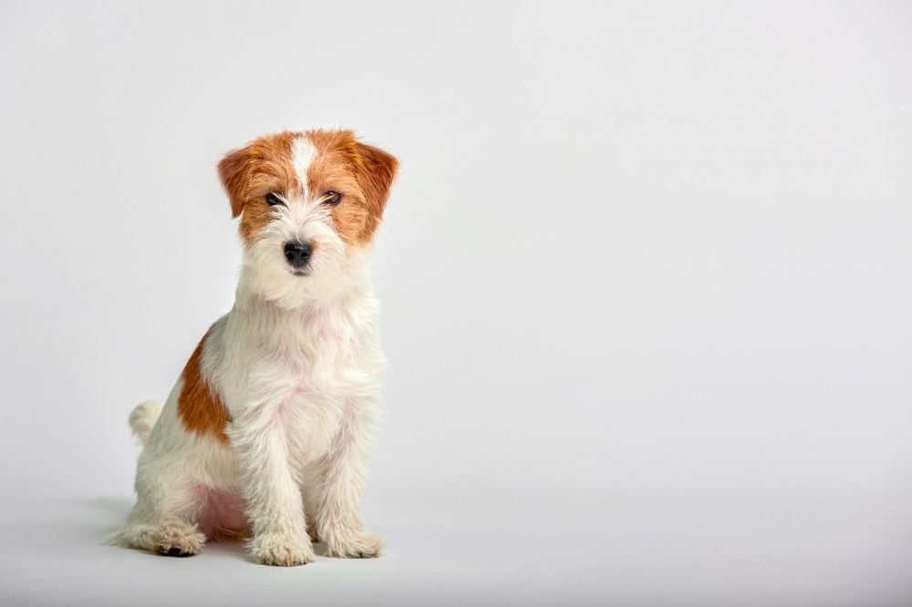 Jack Russell Terrier puppy close up on white background, copy space.