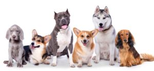 Picking The Right Dog for You Header