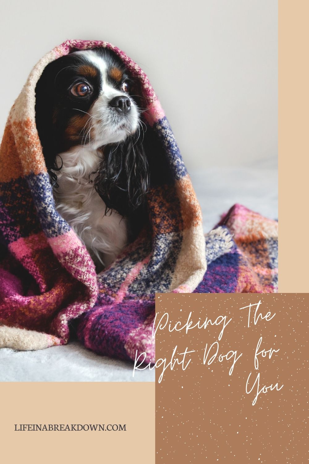 Are you looking to welcome a new dog into your life? Then start with this post which goes into some ways to help you with picking the right dog for you. #dog #pet #petadoption #newpet #newdog