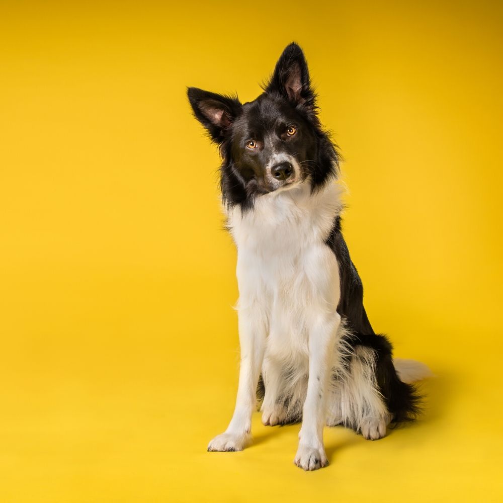 black and white dog and a yellow background
