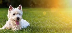 white terrier dog laying down on grass