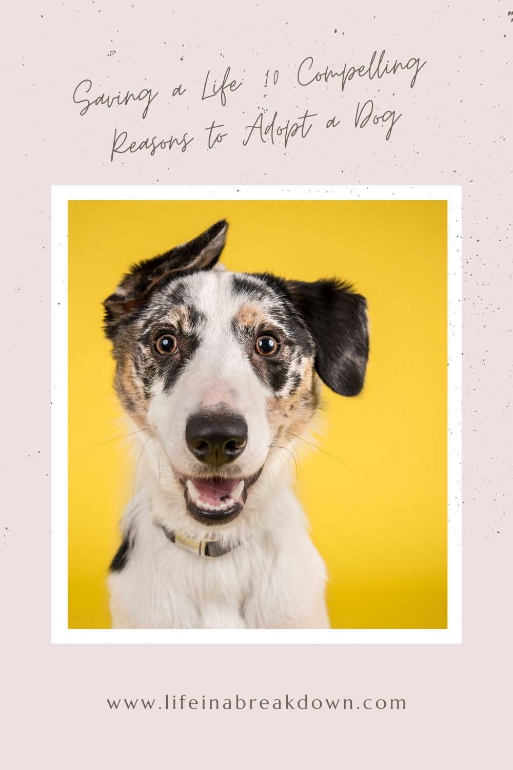Are you looking for reasons why adopting a dog is the BEST, then check out these 10 reasons. #pets #adoption #dog #petadoption