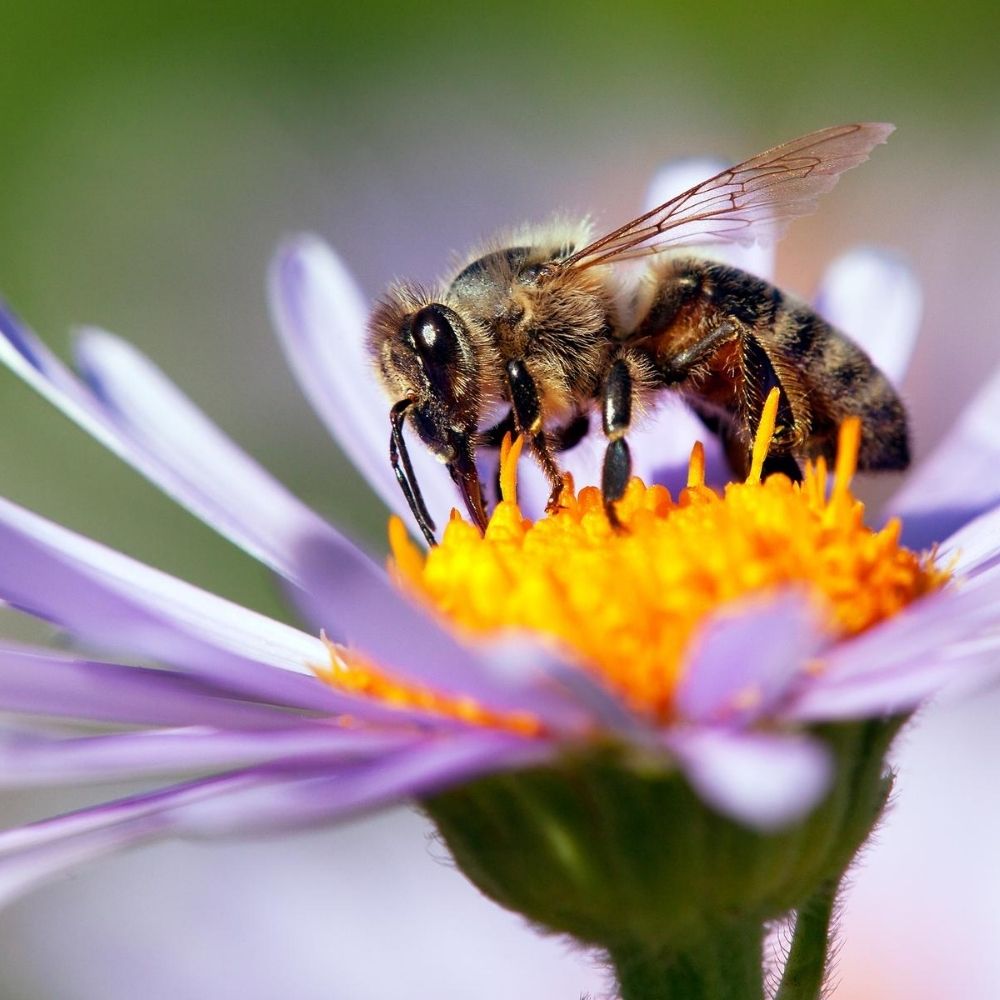 bee on a purple flower