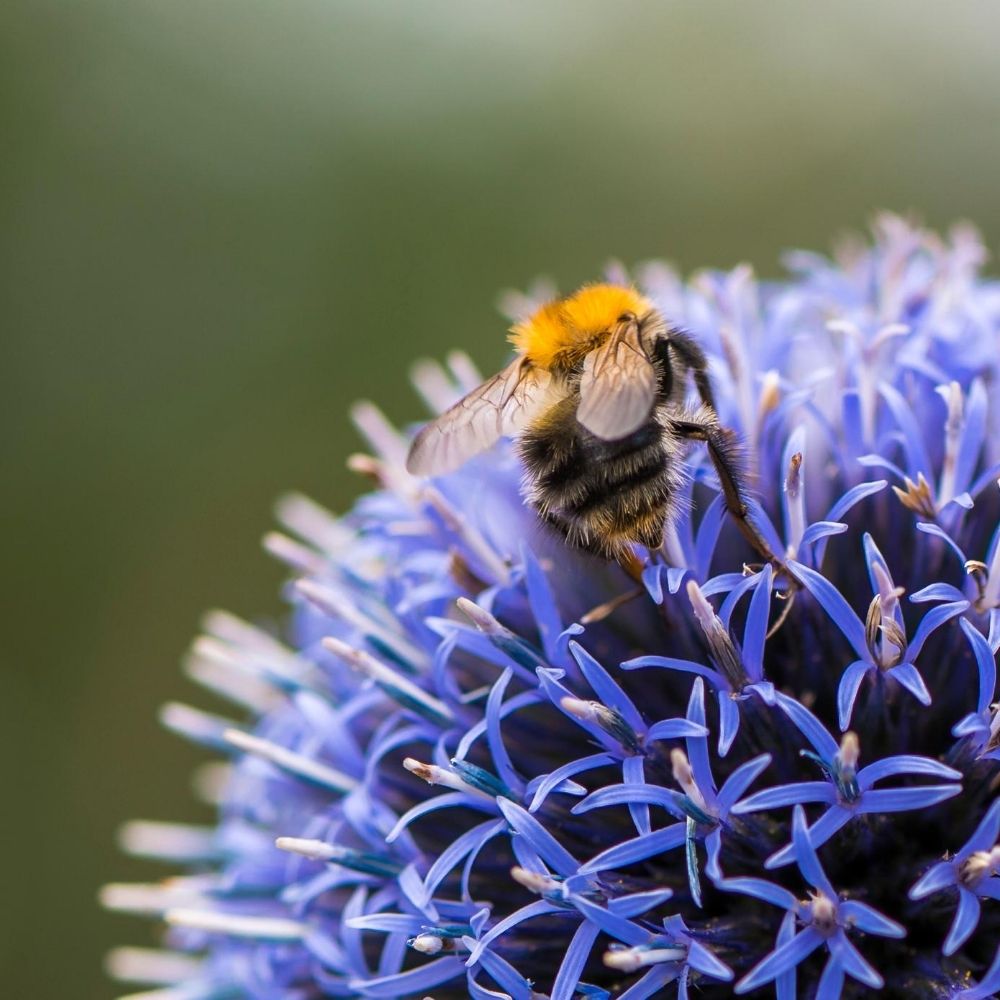 bee sat on top of flowers
