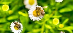 bees on top of small flowers