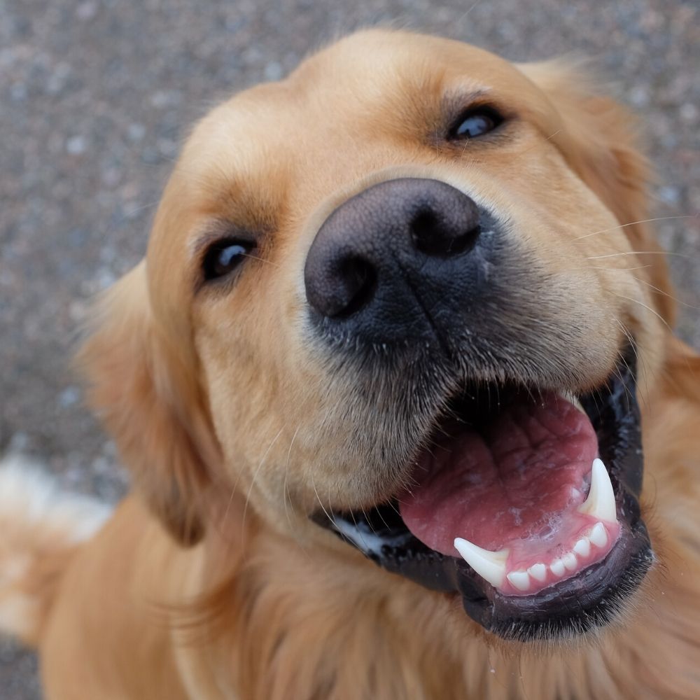 cute dog sat on pavement