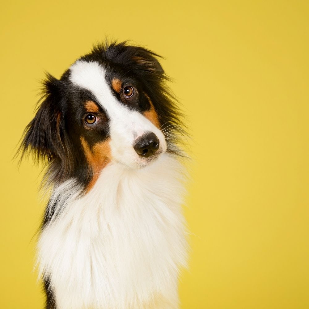 cute dog with yellow backdrop