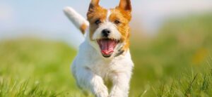 happy dog running in field