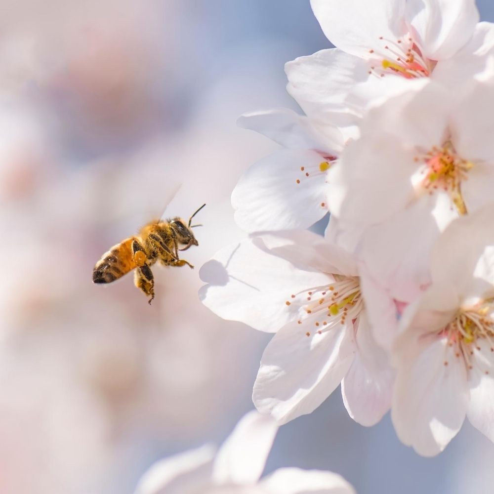 honey bee near blossoms