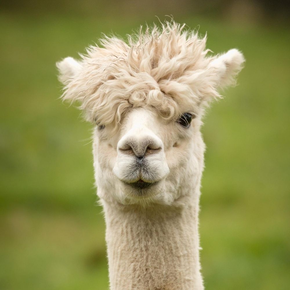 alpaca in a field