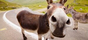 donkey