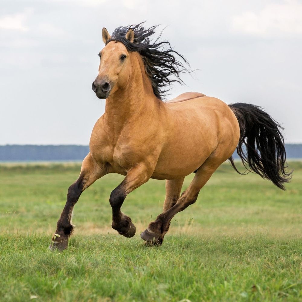 horse galloping in a field