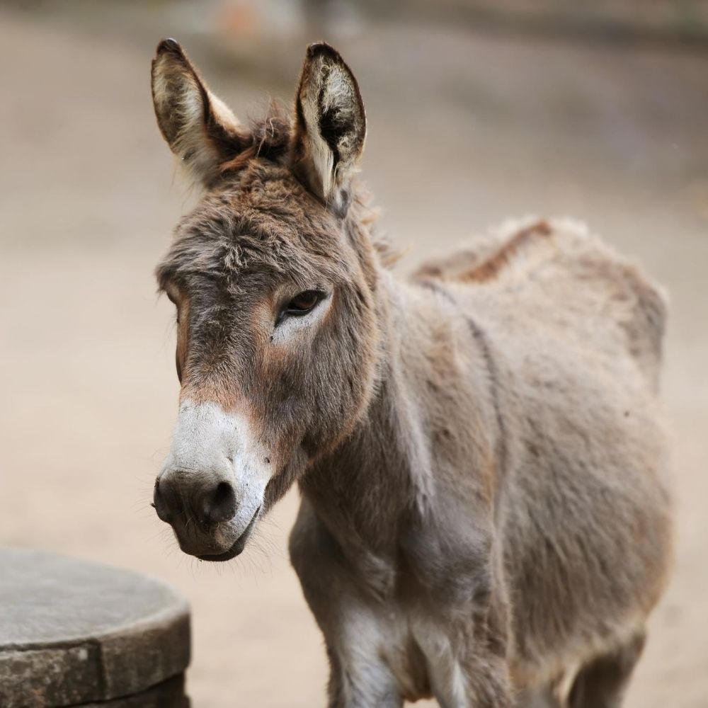 photo of a donkey