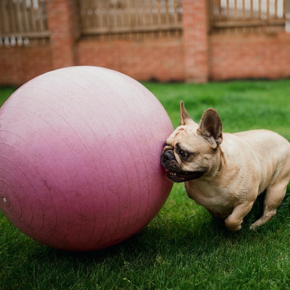 pug with a pink exercise ball in a garden