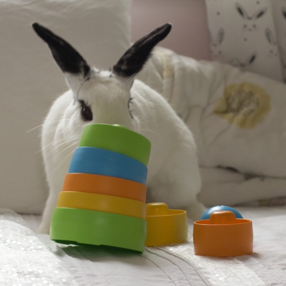 Bunny Stacker Featuring Oreo