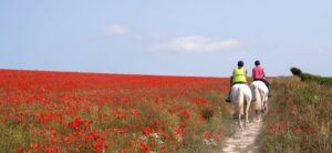 people on horse back in a poppy field