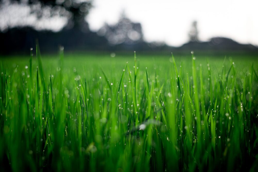 Image of Grass from Pexels by FOX