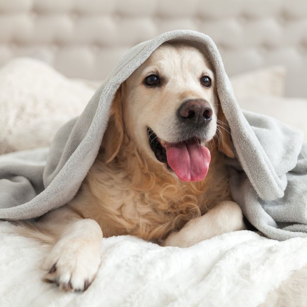 dog on a human bed under a blanket