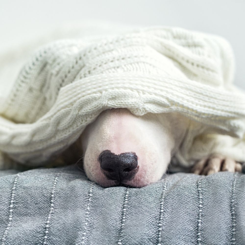 dog on bed under a blanket nose just peeking out