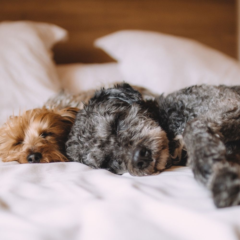 two small dogs one black and one tan relaxing on a human bed 