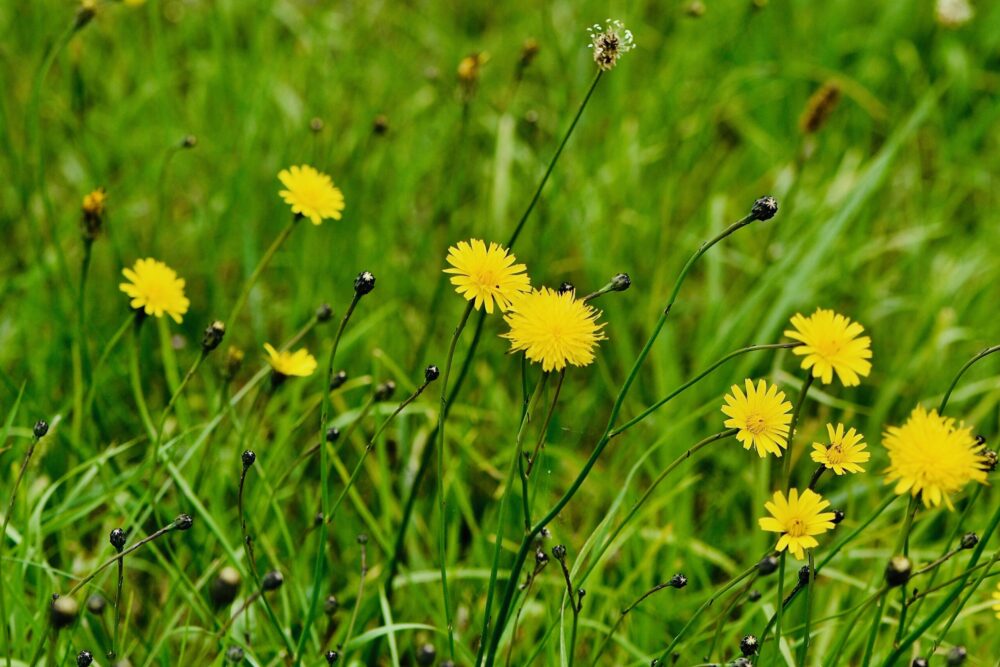 Dandelions in lots of tall grass